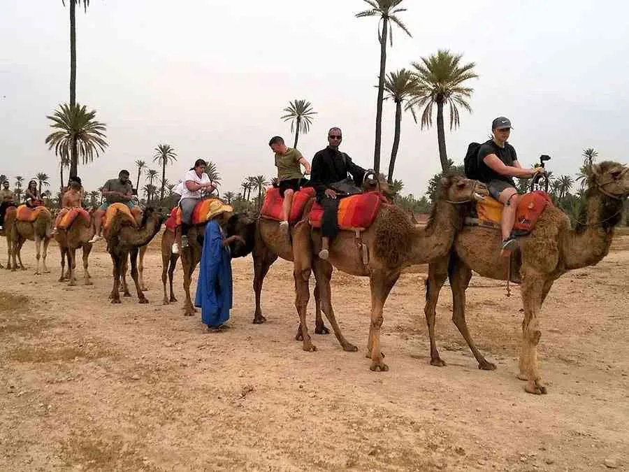 Quad Bike and Camel Ride in Marrakech Palmeraie photo 3